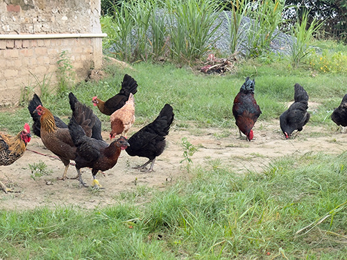 chicken0