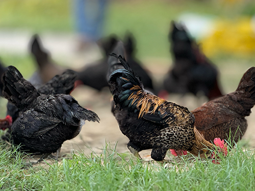 chicken1