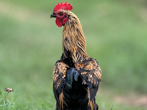 chicken2