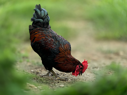 chicken3