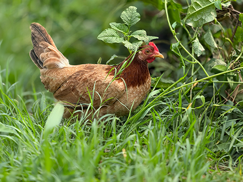 chicken5