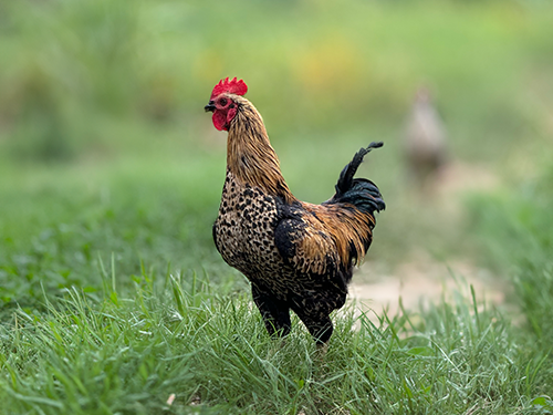 chicken6