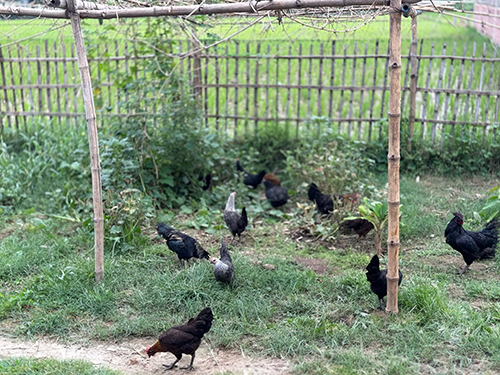chicken9