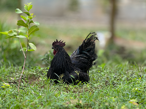 chicken10