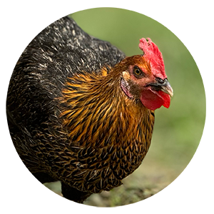 Country Chicken