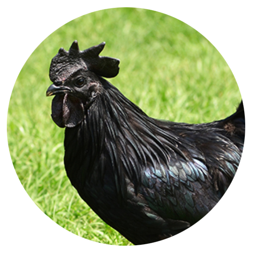 Kadaknath Chicken